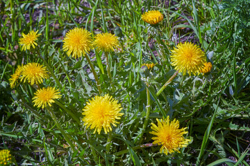 Close up of blooming yellow dandelion flowers Taraxacum officinale in garden on spring time.