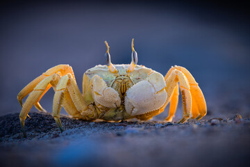 crab on the sand