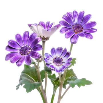 Cineraria, transparent background, isolated image, generative AI