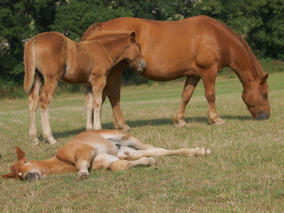Obraz premium Suffolk Punch Mare and Foals