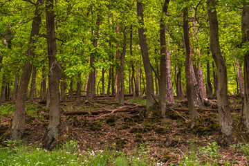 Hike through pristine forest in the Rheingau Mountains in spring