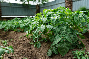Young potato plants growing in the soil in spring.