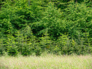 Wiederaufforstung im Mischwald