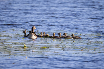 ducks on the lake