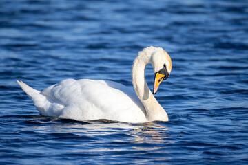 swan on the water