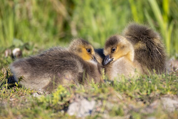 baby country goose