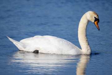 Obraz premium swan on the water