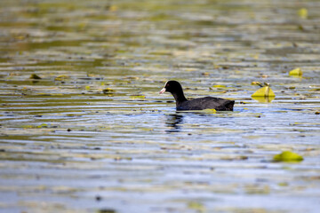 duck swimming in the water