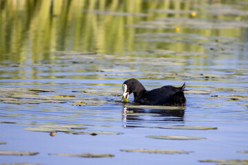 black duck swimming