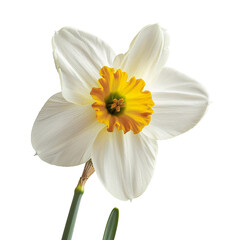 Fototapeta premium Daffodil, transparent background, isolated image, generative AI