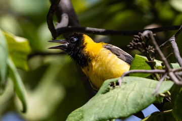 Closeup, yellow Bananaquit (Coereba flaveola) in tree, on the island of Aruba. Mouth open, calling. 
