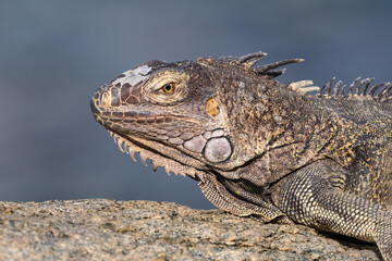 Closeup of Green Iguana (Iguana iguana) sitting on rock, on the island of Aruba. Blurred background. 

