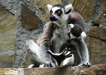 Ring-tailed Lemur (lemur catta) with baby in their natural habitat, Madagascar. Lemur sitting on...