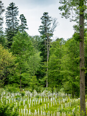Wiederaufforstung im Mischwald
