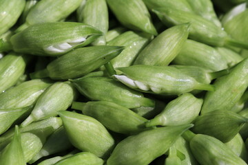 bunch closed buds of wild garlic flowers