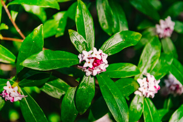 pink and white flower