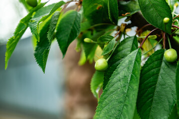 Unripe green cherry berries on a branch in the garden.