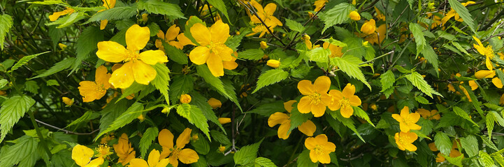 Springtime blossoms paint with yellow flowers.
