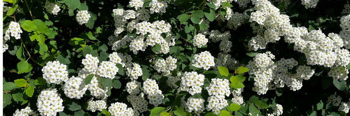 In nature, ornamental white flowers bloom on bushes, adding seasonal beauty to gardens and parks.