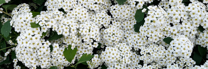 In spring, white flowers bloom abundantly on shrubs, bringing fresh beauty to parks and gardens.