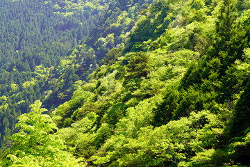 新緑の山肌 天川村みたらい渓谷