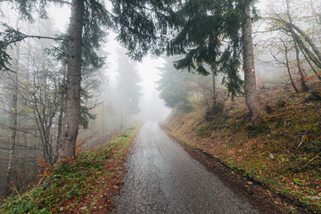 In the foggy woodland, an autumn road leads travelers on a serene journey through the dark forest, providing a peaceful view of the seasonal landscape.