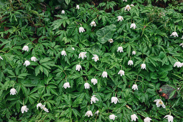 In springtime gardening, the anemone flower blooms, its white petals dancing in the wind amidst...