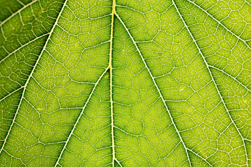Close up of green leaf,leaf vein texture,background of green leaf,macro photo