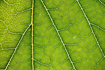 Close up of green leaf,leaf vein texture,background of green leaf,macro photo