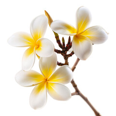 Frangipani, transparent background, isolated image, generative AI