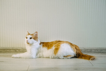 Cute white and red cat with yellow eyes