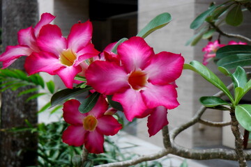 Adenium obesum or Desert Rose. Adenium tree is medicinal herbs and colorful desert rose. Adeniums appreciated for their colorful desert flowers. Desert rose (Impala Lily, Mock Azalea, Pink adenium).