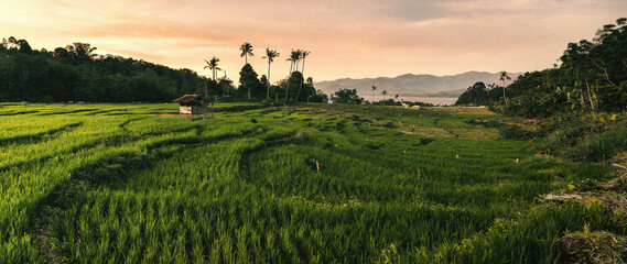 view of newly planted rice fields in the afternoon