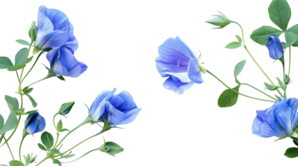 Three vibrant blue flowers with lush green leaves contrast beautifully against a clean white background