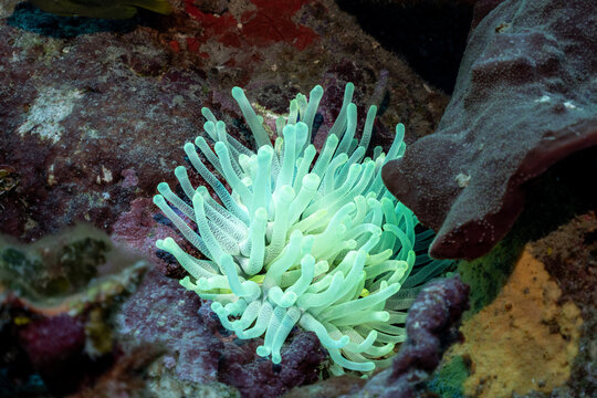 Sea anemone in the Caribbean 