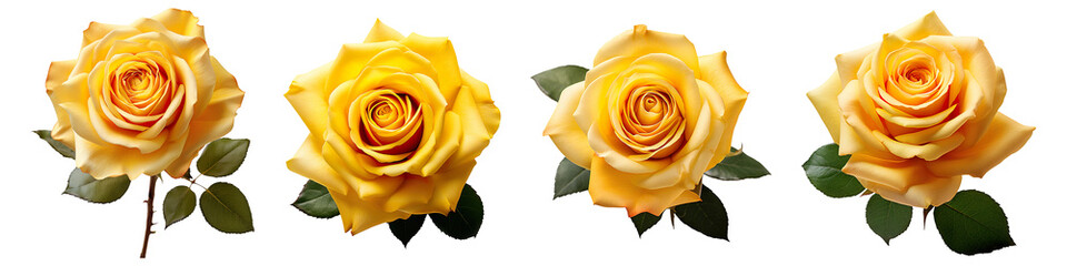 Collection set of yellow roses isolated on transparent background
