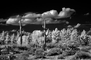 Black and White Sonora Desert Arizona