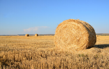 a field with hay bales and blue sky in the background copy space  