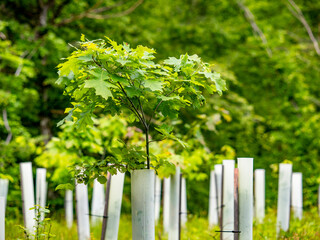 Fototapeta premium Wiederaufforstung im Laubwald
