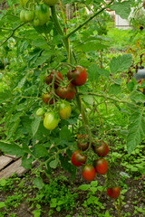 delicious and red tomatoes natural