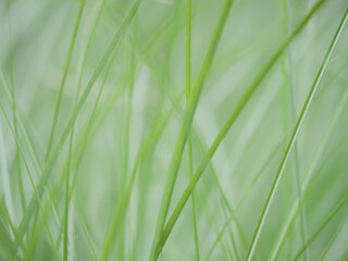 風に揺れる新緑の葉