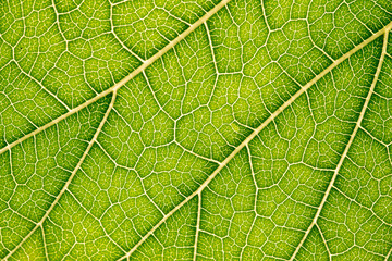 Close up of green leaf,leaf vein texture,background of green leaf,macro photo