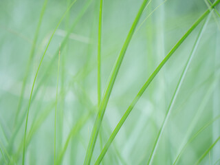 風に揺れる新緑の葉