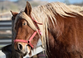 Horse scratching its head against a wooden fence post close-up