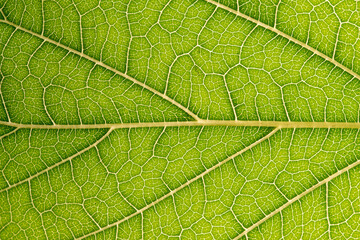 Close up of green leaf,leaf vein texture,background of green leaf,macro photo