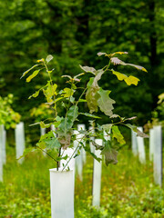 Wiederaufforstung im Laubwald