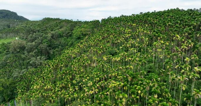 Drone fly over Areca catechu tree over the mountain in Taiwan