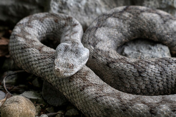 Adult female of Vipera ammodytes, commonly known as horned viper, long-nosed viper, nose-horned...