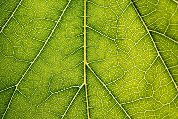 Close up of green leaf,leaf vein texture,background of green leaf,macro photo