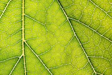 Close up of green leaf,leaf vein texture,background of green leaf,macro photo